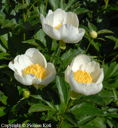 Paeonia lactiflora 'Jan van Leeuwen', kiinanpioni